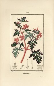 ゼラニウム草 a Robert - Hert Robert, Geranium robertianum.Chaumeton, Poiret and Chamberetの "La Flore Medicale, Paris, Panckoucke "に掲載されたPierre Jean-Francois Turpinの絵をもとにLambert Juniorが描いた手彩色のスティップル銅版画。 作： Pierre Jean Francois Turpin