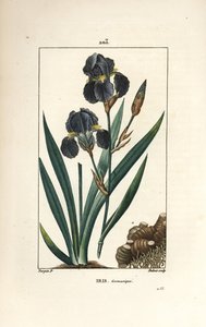 ジャーマンアイリス（ガーデンアイリス） - 青色の花、アイリス・ゲルマニカ（Iris germanica）、葉、花、根。パリで出版されたChaumeton, Poiret and Chamberetの "La Flore Medicale "に掲載されたPierre Jean-Francois Turpinの絵をもとにDuboisが描いた手彩色のスティプル銅版画。 作： Pierre Jean Francois Turpin