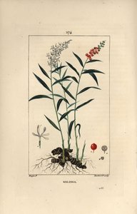 花、実、葉、根茎が描かれたグランドガランガまたはガランガ - グレーターガランガまたはタイガランガ（Alpinia galanga）。Chaumeton, Poiret et Ch』に掲載されているピエール・ジャン＝フランソワ・トルパンの絵をもとに、ランバート・ジュニアが手彩色のスティプル銅版画を描いたもの。