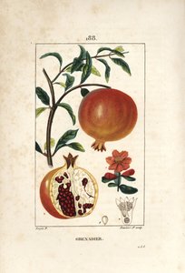 Grenadier - ザクロの木（Punica granatum）、葉、花、果実、種子を示す果実の断面図。ピエール・ジャン・フランソワ・トルパンがショーメトン、ポワレ、シャンベに描いた絵をもとに、ランベール・ジュニアが手彩色のスティプル銅版画を制作。 作： Pierre Jean Francois Turpin