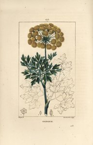 ガルバヌム（Ferula gummosa）の花、葉、種を示したもの。Chaumeton, Poiret et Chamberetの "La Flore Medicale "に掲載されたPierre Jean-Francois Turpinの絵をもとにLambert Juniorが描いた手彩色のスティプル銅版画。 作： Pierre Jean Francois Turpin