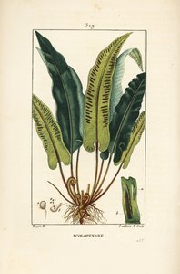 ハートの舌のシダ（Asplenium scolopendrium）、葉、種、根付き。Chaumeton, Poiret and Chamberetの "La Flore Medicale", Paris, Panckouに掲載されたPierre Jean-Francois Turpinの図面をもとにLambert Juniorが描いた手彩色のスティプル銅版画。 作： Pierre Jean Francois Turpin