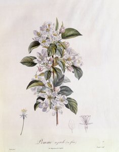 サンザシ（Crataegus azarolus）の花 Henry Louis Duhamel du Monceau、Pierre Jean Francois Turpinによる植物画プレート