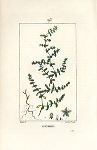 Herniary glabrous or turquette - Rupture wort, Herniaria glabra.Chaumeton, Poiret and Chamberetの "La Flore Medicale, Paris, Panckoucke "に掲載されたPierre Jean-Francois Turpinの図からLambert Juniorが描いた手彩色のスティップル銅版画。 作： Pierre Jean Francois Turpin
