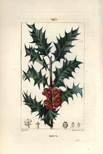 Holly - ホリー（Ilex aqualifolium）、トゲのある葉と赤い実を持つ。Chaumeton, Poiret and Chamberetの "La Flore Medicale, Paris, Panckouc "に掲載されたPierre Jean-Francois Turpinの絵をもとにLambert Juniorが描いた手彩色のスティプル銅版画。 作： Pierre Jean Francois Turpin