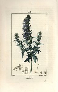 Hyssop officinale or hysssop - ヒソップ（Hyssopus officinalis）。Chaumeton, Poiret and Chamberetの "La Flore Medicale, Paris, Panckoucke "に掲載されたPierre Jean-Francois Turpinの図からLambert Juniorが描いた手彩色のスティップル銅版画。 作： Pierre Jean Francois Turpin