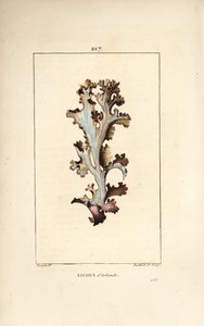 アイスランドの地衣類またはアイスランドのコケ - アイスランドの地衣類、Lichen islandicus。Chaumeton, Poiret and Chamberetの "La Flore Medicale, Paris, Panckoucke "に掲載されているPierre Jean-Francois Turpinの絵からLambert Juniorが描いた手彩色のスティップル銅版画。