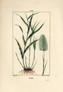インディアン・ナード（Spicanard） - スピケナード（Spikenard, Andropogon nardus）の葉、根、花を描いたもの。Chaumeton, Poiret and Chamberetの "La Flore Medi "からPierre Jean-Francois Turpinが描いたものをLambert Juniorが手彩色のスティプル銅版画にしたもの。 作： Pierre Jean Francois Turpin