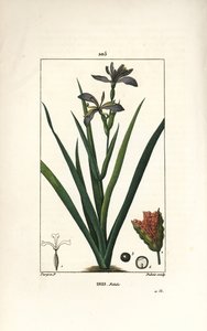 臭いアヤメ（Iris fetide or iris leg, stinking iris） - 花、葉、種ポッドを持つ臭いアヤメ（Iris foetida）。ピエール・ジャン・フランソワ・テュルパンが描いた絵をデュボアが手彩色でスティプル銅版画にしたもので、ショーメトン、ポワレ、シャンベの「ラ・フローレ・メディ」に収録されています。 作： Pierre Jean Francois Turpin