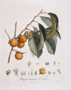 日本の柿（Diospyros kaki）、Henry Louis Duhamel du Monceau、Pierre Jean Francois Turpinによるボタニカルプレート 作： Pierre Jean Francois Turpin