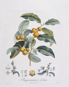 日本の柿（Diospyros kaki）、Henry Louis Duhamel du Monceau、Pierre Jean Francois Turpinによるボタニカルプレート 作： Pierre Jean Francois Turpin
