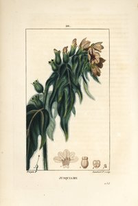 Jusquiame - Poison henbane, Hyoscyamus vulgaris, flower, leaf and seed.Chaumeton, Poiret and Chamberetの "La Flore Medicale, Paris, Panckou "に掲載されているPierre Jean-Francois Turpinの絵からLambert Juniorが描いた手彩色のスティプル銅版画。 作： Pierre Jean Francois Turpin
