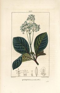 Ladenbergia oblongifolia (Cinchona magnifolia)の花、枝、葉、そして種。Chaumeton, Poiret and Chamberetの "La Flore Medicale, Pa "に掲載されているPierre Jean-Francois Turpinの絵をもとにLambert Juniorが描いた手彩色のスティプル銅版画。 作： Pierre Jean Francois Turpin