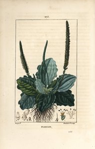 Plantain - Plantain, Plantain major, with leaf, flower and roots.Chaumeton, Poiret and Chamberetの "La Flore Medicale, Paris, Panckou "に掲載されているPierre Jean-Francois Turpinの絵をもとにLambert Juniorが描いた手彩色のスティプル銅版画。 作： Pierre Jean Francois Turpin