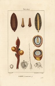 大きな枝や大きなソテツの種子 - クイーンサゴ（Cycas circinalis）、種子と断面を示す。絶滅危惧種。Chaumeton, Poiret and Chamberetの「La」からPierre Jean-Francois Turpinが描いた絵をLambert Juniorが手彩色で描いた銅版画。 作： Pierre Jean Francois Turpin