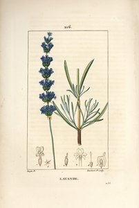 ラベンダーアスピック - ラベンダー（Lavendula spica）。Chaumeton, Poiret and Chamberetの "La Flore Medicale, Paris, Panckoucke "に掲載されたPierre Jean-Francois Turpinの図からLambert Juniorが描いた手彩色のスティップル銅版画。 作： Pierre Jean Francois Turpin