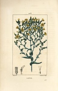 レタス - Lactuca sativa（レタス）。Chaumeton, Poiret and Chamberet