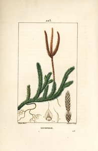 棍棒を持つ草 - 一般的な棍棒状のコケ、Lycopodium clavatum（リコポディウム・クラバタム）。パリで出版されたChaumeton, Poiret and Chamberetの "La Flore Medicale "に掲載されたPierre Jean-Francois Turpinの絵をもとに、Lambert Juniorが手彩色のスティプル銅版画を制作。 作： Pierre Jean Francois Turpin