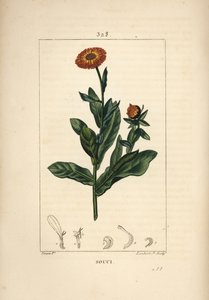 マリーゴールド（Calendula officinalis）の花、葉、茎。Chaumeton, Poiret and Chamberetの "La Flore Medicale", Paris, Panckouckeに掲載されたPierre Jean-Francois Turpinの図からLambert Juniorが描いた手彩色のスティプル銅版画。 作： Pierre Jean Francois Turpin