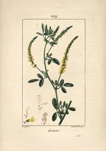 Melilot - メリロット・トレフォイル（Melitotus officinarum）。Chaumeton, Poiret and Chamberet