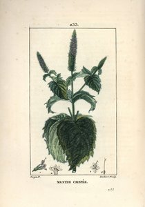Mint crispee, frizzy or hollow - Curled mint, Mentha crispa.Chaumeton, Poiret and Chamberet