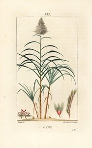 高貴な杖 - サトウキビ（Saccharum officinarum）。Chaumeton, Poiret and Chamberetの "La Flore Medicale", Paris, Panckouckeに掲載されたPierre Jean-Francois Turpinの絵からLambert Juniorが描いた手彩色のスティップル銅版画。 作： Pierre Jean Francois Turpin