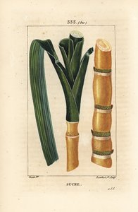 高貴なサトウキビ - サトウキビ（Saccharum officinarum）の茎と葉。Chaumeton, Poiret and Chamberetの "La Flore Medicale, Paris, Panckoucke "に掲載されたPierre Jean-Francois Turpinの絵からLambert Juniorが描いた手彩色のスティップル銅版画。 作： Pierre Jean Francois Turpin