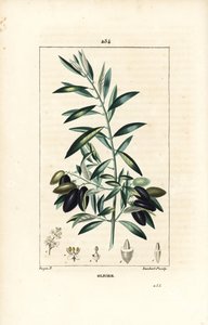 オリヴィエ - オリーブの木（Olea europaea）、葉、枝、果実、種子付き。ピエール・ジャン・フランソワ・テュルパンが描いた絵をランベール・ジュニアが手彩色のスティプル銅版画にしたもので、ショーメトン、ポワレ、シャンベの「医学的花」（パリ、パンクー）より 作： Pierre Jean Francois Turpin