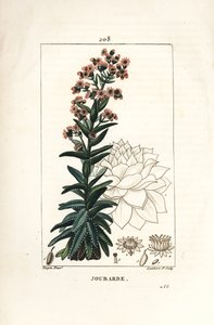 Orpin - コモン・ハウスリーク（Sedum majus）。Chaumeton, Poiret and Chamberetの "La Flore Medicale", Paris, Panckouckeに掲載されたPierre Jean-Francois Turpinの絵をもとにLambert Juniorが描いた手彩色のスティプル銅版画。 作： Pierre Jean Francois Turpin