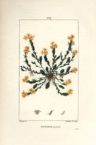 Orpin acre - Golden stonecrop, Sedum acre.Chaumeton, Poiret and Chamberetの "La Flore Medicale, Paris, Panckoucke "に掲載されたPierre Jean-Francois Turpinの絵をもとにLambert Juniorが描いた手彩色のスティップル銅版画。 作： Pierre Jean Francois Turpin