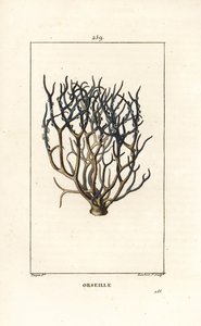 オルセーユまたはフレンチパープル（地衣類） - オルセーインまたはアーチル、Roccella tinctoria、カーボベルデ諸島の染料に使われる地衣類。ピエール・ジャン・フランソワ・テュルパンが描いた絵をもとに、ランベール・ジュニアが手彩色のスティプル銅版画で描いたもので、「ショーメトン」「ポワレ・アン」の作品。