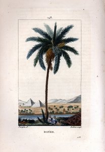ナツメヤシの実 ナツメヤシ（Phoenix dactylifera）の実と葉、ピラミッドと川のある風景。ショーメトン、ポワレ、シャンベルエの「ラ」に掲載されたピエール・ジャン＝フランソワ・テュルパンの絵をデュボアが手彩色のスティプル銅版画にしたもの。 作： Pierre Jean Francois Turpin