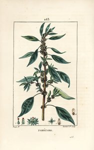 Parietaire officinale (or Perce wallaille, Casse pierre, Espargoule, Gamberoussette) - 茎、葉、花、種を持つ壁掛けペリトリー（Parietaria officinalis）。ピエール・ジャン・フラの絵からランバート・ジュニアが描いた手彩色のスティプル銅版画。 作： Pierre Jean Francois Turpin