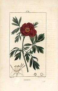 シャクヤク（Paeonia officinale） - 花、葉、花の部分の輪郭を持つヨーロッパのシャクヤク。ショーメトン、ポワレ、シャンベの "La F "からピエール・ジャン＝フランソワ・テュルパンが描いた図案をもとに、ランベール・ジュニアが手彩色のスティプル銅版画を制作。 作： Pierre Jean Francois Turpin