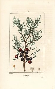 フェニキアのジュニパー、アラール、またはインセンス、Juniperus phoenicea、枝、葉、実。PoのChaumetonにあるPierre Jean-Francois Turpinの絵からLambert Juniorが描いた手彩色のスティプル銅版画。 作： Pierre Jean Francois Turpin
