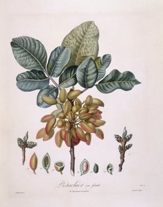 ピスタチオ（Pistacia vera）、Henry Louis Duhamel du Monceau、Pierre Jean Francois Turpinによるボタニカルプレート 作： Pierre Jean Francois Turpin