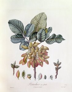 ピスタチオ（Pistacia vera）、Henry Louis Duhamel du Monceau、Pierre Jean Francois Turpinによるボタニカルプレート 作： Pierre Jean Francois Turpin