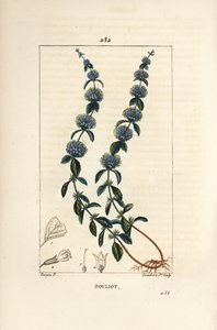 Pouliot Mint - 花、葉、茎、根、種を持つペニーロイヤル・ミント（Mentha pulegium）。Chaumeton, Poiret and Chamberetの "La Flore Medicale "に掲載されたPierre Jean-Francois Turpinの絵をもとにLambert Juniorが描いた手彩色のスティプル銅版画。 作： Pierre Jean Francois Turpin
