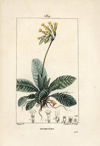 Primevere officinale ou brerelle, cuckoo, Herb a la paralysis, Herb de Saint Paul, primerolle - 花、葉、根を見せるカウスリップ（Primula veris）。ピエール・ジャン・フランソワ・テュルプの絵からランバート・ジュニアが描いた手彩色のスティプル銅版画 作： Pierre Jean Francois Turpin