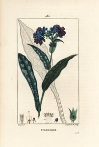 Pulmonary officinale - Lungwort, Pulmonaria officinalis, 花、葉、茎、葉の輪郭を持つ。Chaumeton, Poiret and Chamberetの「La」からPierre Jean-Francois Turpinが描いた絵をLambert Juniorが手彩色のスティプル銅版画にしたもの。 作： Pierre Jean Francois Turpin