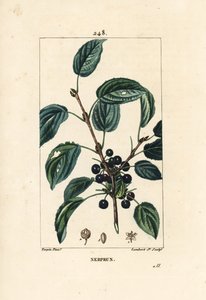 Purgative buckthorn, Cathartic buckthorn or offic buckthorn - Purging buckthorn, Rhamnus cathartica.Chaumeton, Poiret and Chamberet