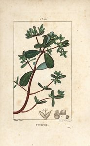 葉、茎、花をつけたプルスレーヌ（Porculaca oleracea）。Chaumeton, Poiret and Chamberetの "La Flore Medicale, Paris, Panckouck "に掲載されたPierre Jean-Francois Turpinの絵をもとにLambert Juniorが描いた手彩色のスティプル銅版画。