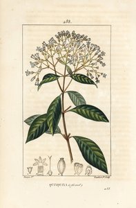 Quinquina - キニーネまたはペルーの樹皮の木、Cinchona officinalis、花、枝、葉、種。Chaumeton, Poiret and Chamberetの「La Flo」に掲載されたPierre Jean-Francois Turpinの絵をもとにLambert Juniorが描いた手彩色のスティプル銅版画。