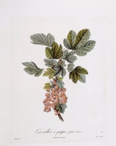 赤スグリ（Ribes rubrum）、Henry Louis Duhamel du Monceau、Pierre Jean Francois Turpinによる植物画プレート 作： Pierre Jean Francois Turpin