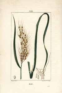 Rice - Rice, Oryza sativa, with leaf, seed and stalk.Chaumeton, Poiret and Chamberetの "La Flore Medicale", Paris, Panckouckeに掲載されたPierre Jean-Francois Turpinの絵をもとにLambert Juniorが描いた手彩色のスティプル銅版画。