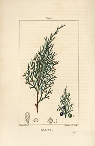 サビーン・ジュニパー（Juniperus sabina）、実、葉、茎、種付き。Chaumeton, Poiret and Chamberetの "La Flore Medicale"、Paris, PanckouckeよりPierre Jean-Francois Turpinが描いたものをLambert Juniorが手彩色のスティプル銅版画にしたもの。 作： Pierre Jean Francois Turpin
