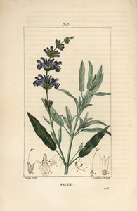 Sage officinale - 花、葉、茎、種を持つコモンセージ（Salvia officinalis）。Chaumeton, Poiret and Chamberetの "La Flore Medicale "からPierre Jean-Francois Turpinが描いたものをLambert Juniorが手彩色のスティプル銅版画にしたもの。 作： Pierre Jean Francois Turpin