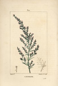 Sagebrush variete - Wormseed or Tatarian southernwood, Artemisia santonicum.Chaumeton, Poiret and Chamberetの "La Flore Medicale, Paris, Pa "に掲載されているPierre Jean-Francois Turpinの絵をもとにLambert Juniorが描いた手彩色のスティップル銅版画。