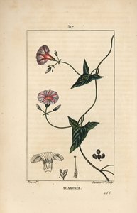 Scammonee - 花、葉、茎、登り蔓を持つスカモニ（Convolvulus scammonia）。Chaumeton, Poiret and Chamberetの「La Flore Medica」からPierre Jean-Francois Turpinが描いたものをLambert Juniorが手彩色のスティプル銅版画で表現したもの。 作： Pierre Jean Francois Turpin