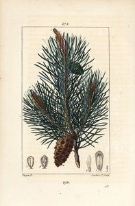 松 - 枝、針、松ぼっくりを持つ野生の松（Pinus sylvestris）。Chaumeton, Poiret and Chamberetの「La Flore M」に掲載されたPierre Jean-Francois Turpinの絵をもとにLambert Juniorが描いた手彩色のスティプル銅版画。 作： Pierre Jean Francois Turpin